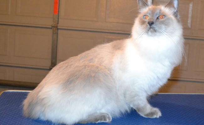 Panda is a Ragdoll. He had his fur shaved off, nails clipped and ears cleaned.   Pampered by  Kylies Cat Grooming Services.