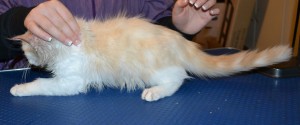 Simba is a 4 month old Turkish Van. He had his nails clipped, ears cleaned and a wash n blow dry. You can see the difference in the before and after shots. Pampered by Kylies Cat Grooming Services.