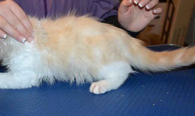 Simba is a 4 month old Turkish Van. He had his nails clipped, ears cleaned and a wash n blow dry. You can see the difference in the before and after shots.  Pampered by  Kylies Cat Grooming Services.