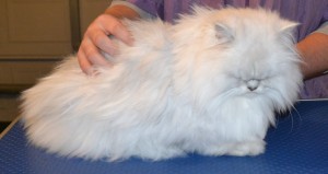 Pookie is a Chinchilla. She had her matted fur under her belly and legs shaved, a comb clip up top, nails clipped, ears and eyes cleaned and front Baby Pink Softpaw nail caps put on. Pampered by Steve Berry at Kylies Cat Grooming Services.