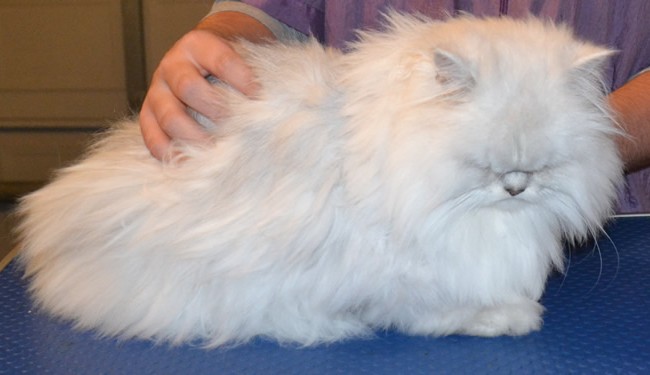 Pookie is a Chinchilla. She had her matted fur under her belly and legs shaved, a comb clip up top, nails clipped, ears and eyes cleaned and front Baby Pink Softpaw nail caps put on.  Pampered by Steve Berry at Kylies Cat Grooming Services.