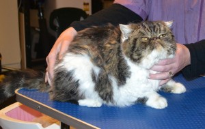 Teddy is an Exotic Persian. He had his matted fur shaved of, nails clipped and ears and eyes cleaned. Pampered by Kylies Cat Grooming Services.