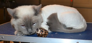 Ollie is a Ragdoll. He had his fur shaved, nails clipped, ears cleaned, and wash n blow dry and a full set of Softpaw nail caps. Pampered by Kylies Cat Grooming Services.