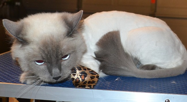 Ollie is a Ragdoll. He had his fur shaved, nails clipped, ears cleaned, and wash n blow dry and a full set of Softpaw nail caps.  Pampered by  Kylies Cat Grooming Services.