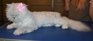 Pookie is a Chinchilla. She had her matted fur under her belly and legs shaved, a comb clip up top, nails clipped, ears and eyes cleaned and front Baby Pink Softpaw nail caps put on. Pampered by Steve Berry at Kylies Cat Grooming Services.
