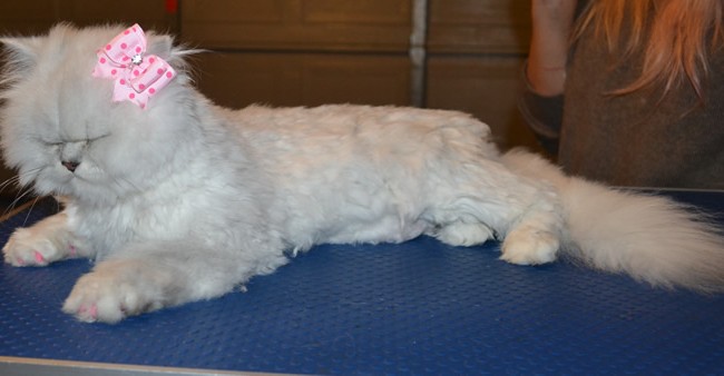 Pookie is a Chinchilla. She had her matted fur under her belly and legs shaved, a comb clip up top, nails clipped, ears and eyes cleaned and front Baby Pink Softpaw nail caps put on.  Pampered by Steve Berry at Kylies Cat Grooming Services.