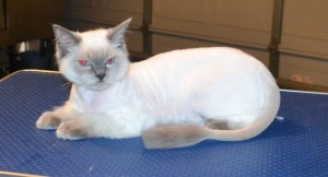 Dusty is a 7 month old Ragdoll. He ad his fur shaved short, nails clipped, ears cleaned and a wash n blow dry. Pampered by Kylies Cat Grooming Services.