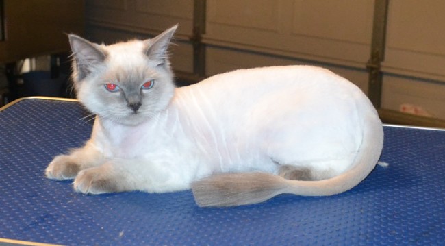 Dusty is a 7 month old Ragdoll. He ad his fur shaved short, nails clipped, ears cleaned and a wash n blow dry.  Pampered by  Kylies Cat Grooming Services.