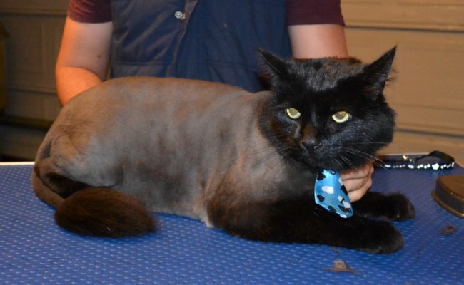 Meowe is a Long hair Domestic. He had his fur shaved down, nails clipped, ears cleaned and a wash n blow dry.  Pampered by Kylies Cat Grooming Services.