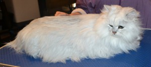 Valentino is a Chinchilla. He had his matted fur shaved off, nails clipped and ears cleaned. Pampered by Kylies Cat Grooming Services.