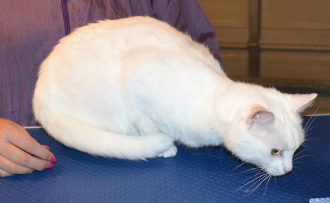 Izzy is a Short hair Domestic. She had her fur shaved down, nails clipped, ears cleaned and a full set of Pink Softpaw nail caps. Pampered by Kylies cat grooming Services