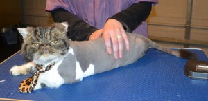 Teddy is an Exotic Persian. He had his matted fur shaved of, nails clipped and ears and eyes cleaned. Pampered by Kylies Cat Grooming Services.