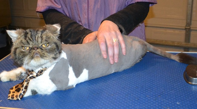 Teddy is an Exotic Persian. He had his matted fur shaved of, nails clipped and ears and eyes cleaned.   Pampered by  Kylies Cat Grooming Services.