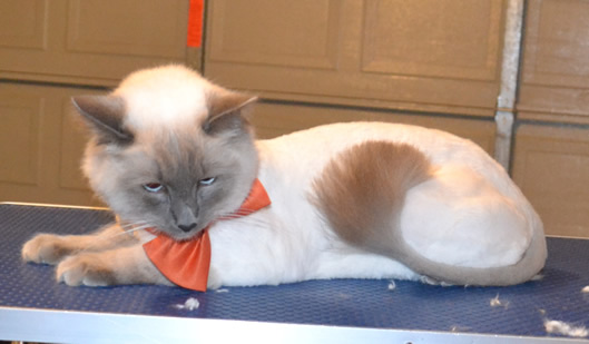 Panda is a Ragdoll. He had his fur shaved off, nails clipped and ears cleaned.   Pampered by  Kylies Cat Grooming Services.