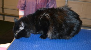 Lychee is a Medium Hair Domestic. She had her fur shaved down, nails clipped and ears cleaned. Pampered by Kylies Cat Grooming Services.
