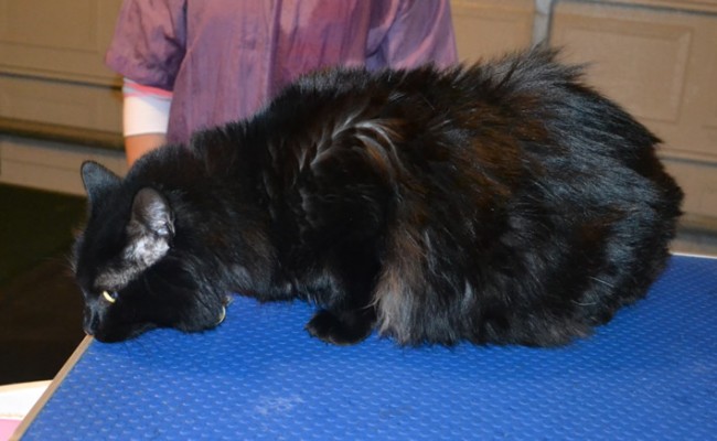 Lychee is a Medium Hair Domestic. She had her fur shaved down, nails clipped and ears cleaned.  Pampered by  Kylies Cat Grooming Services.
