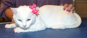 Izzy is a Short hair Domestic. She had her fur shaved down, nails clipped, ears cleaned and a full set of Pink Softpaw nail caps. Pampered by Kylies cat grooming Services
