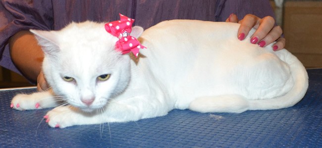 Izzy is a Short hair Domestic. She had her fur shaved down, nails clipped, ears cleaned and a full set of Pink Softpaw nail caps. Pampered by Kylies cat grooming Services