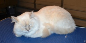 Spock is a Ragdoll. She had her fur shaved down, nails clipped and ears cleaned. Pampered by Kylies Cat Grooming Services.