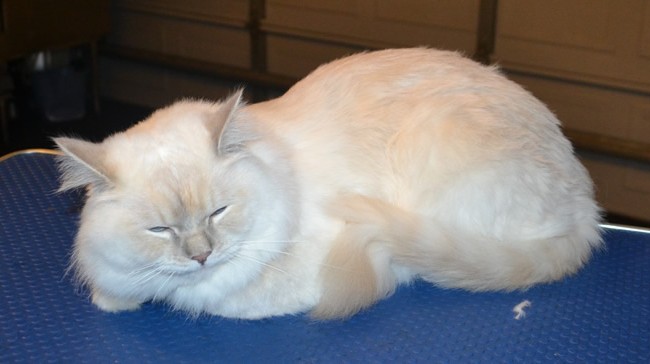 Spock is a Ragdoll. She had her fur shaved down, nails clipped and ears cleaned.   Pampered by  Kylies Cat Grooming Services.