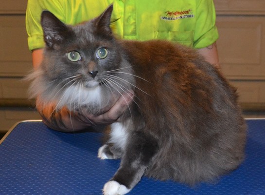 Diamond is a medium Hair Domestic. She had her fur shaved down, nails clipped, ears cleaned and a full set of Glitter Pink Softpaw nail caps.  Pampered by Kylies cat grooming Services