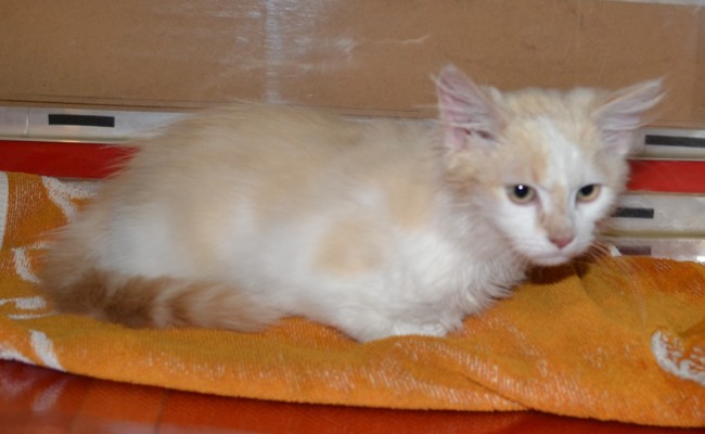 Simba is a 4 month old Turkish Van. He had his nails clipped, ears cleaned and a wash n blow dry. You can see the difference in the before and after shots.  Pampered by  Kylies Cat Grooming Services.