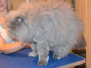 Elvis is a Persian. He had his thick matted fur shaved off, nails clipped and ears and eyes cleaned. Such a gentle boy. Pampered by Kylies Cat Grooming Services.