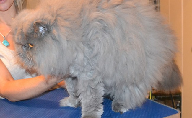 Elvis is a Persian. He had his thick matted fur shaved off, nails clipped and ears and eyes cleaned. Such a gentle boy.    Pampered by  Kylies Cat Grooming Services.