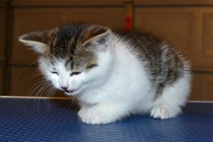 Lily is a 8 week old Medium Hair Domestic Kitten. She had her little nails clipped,ears cleaned, a wash n blow dry and a Advantage 1 month flea applicator put on. Pampered by Kylies Cat Grooming Services.