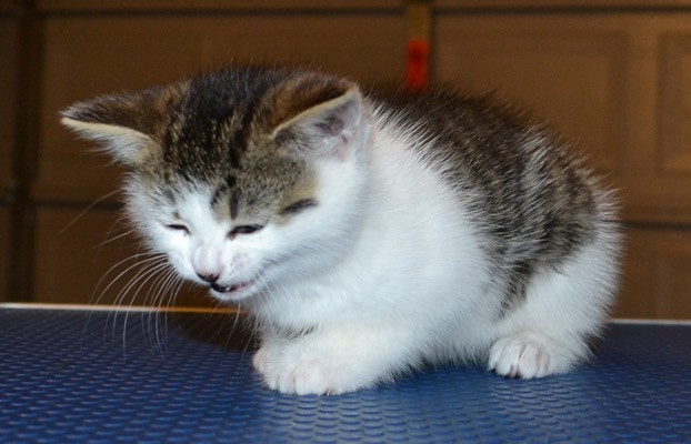 Lily is a 8 week old Medium Hair Domestic Kitten. She had her little nails clipped,ears cleaned, a wash n blow dry and a Advantage 1 month flea applicator put on.  Pampered by Kylies Cat Grooming Services.