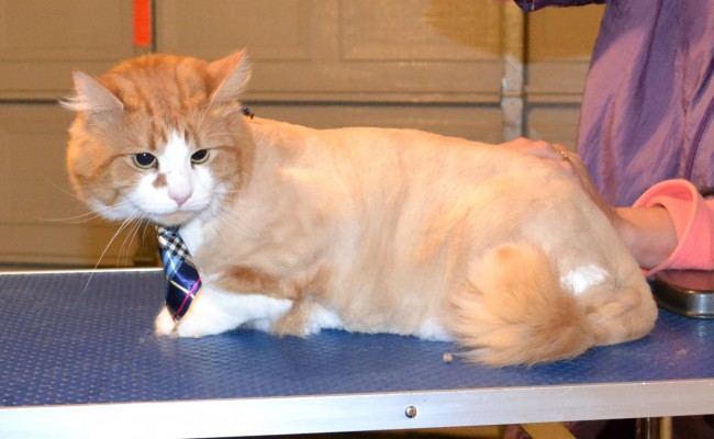 Beau is a Long Hair Domestic. He had his fur shaved, nails clipped, ears cleaned and Yellow Softpaw Nail caps put on. Pampered by Kylies Cat Grooming Services.