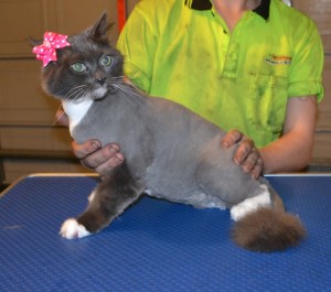 Diamond is a medium Hair Domestic. She had her fur shaved down, nails clipped, ears cleaned and a full set of Glitter Pink Softpaw nail caps. Pampered by Kylies cat grooming Services