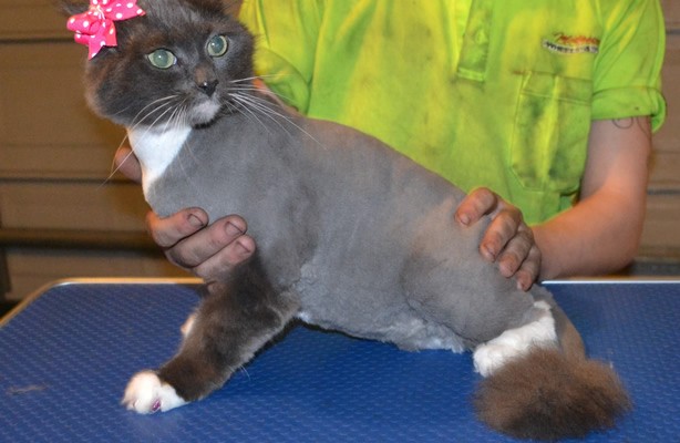 Diamond is a medium Hair Domestic. She had her fur shaved down, nails clipped, ears cleaned and a full set of Glitter Pink Softpaw nail caps.  Pampered by Kylies cat grooming Services