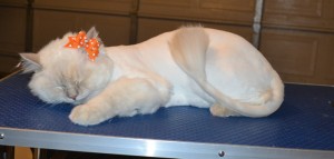 Spock is a Ragdoll. She had her fur shaved down, nails clipped and ears cleaned. Pampered by Kylies Cat Grooming Services.