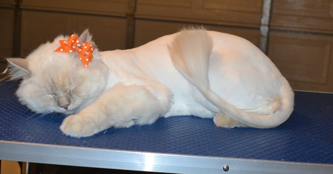 Spock is a Ragdoll. She had her fur shaved down, nails clipped and ears cleaned.   Pampered by  Kylies Cat Grooming Services.