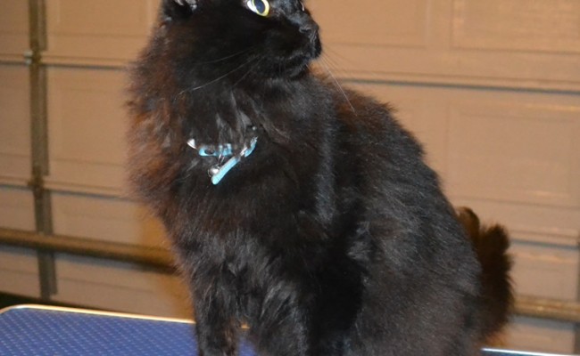Kato is a Long hair Domestic. He had his matted fur shaved down, nails clipped and ears cleaned.   Pampered by  Kylies Cat Grooming Services.