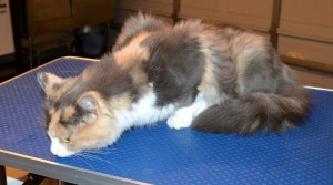 Baby is a Medium Hair Domestic. She had her fur shaved, nails clipped, ears cleaned and a wash n blow dry. Pampered by Kylies Cat Grooming Services.