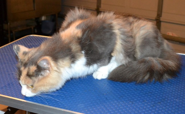 Baby is a Medium Hair Domestic. She had her fur shaved, nails clipped, ears cleaned and a wash n blow dry.  Pampered by Kylies Cat Grooming Services.