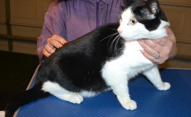 Cherie is a Short hair Domestic. She had her fur shaved down, nails clipped and ears cleaned.  Pampered by  Kylies Cat Grooming Services.