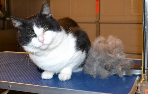 Henry is a Short Hair Domestic. He was a stray only 4 months ago. He had his nails clipped, ears cleaned, fur raked and a wash n blow dry. He was such a good boy especially for a stray cat. Pampered by Kylies Cat Grooming Services.