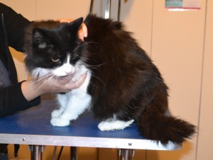Princess is a Chinchilla x. She had her fur shaved down and nails clipped. She was a terror! Pampered by Kylies Cat Grooming Services.