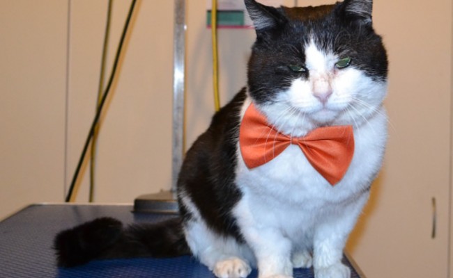 Henry is a Short Hair Domestic. He was a stray only 4 months ago. He had his nails clipped, ears cleaned, fur raked and a wash n blow dry. He was such a good boy especially for a stray cat.  Pampered by  Kylies Cat Grooming Services.