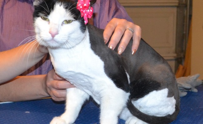 Cherie is a Short hair Domestic. She had her fur shaved down, nails clipped and ears cleaned.  Pampered by  Kylies Cat Grooming Services.