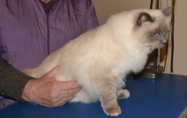 Malibu is a Ragdoll. She had her nails clipped, fur shaved and her ears cleaned.  Pampered by  Kylies Cat Grooming Services.