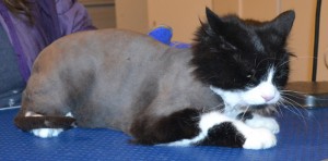 Princess is a Chinchilla x. She had her fur shaved down and nails clipped. She was a terror! Pampered by Kylies Cat Grooming Services.