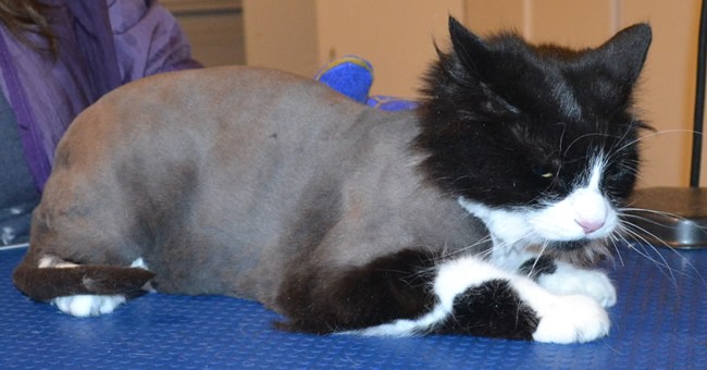Princess is a Chinchilla x. She had her fur shaved down and nails clipped. She was a terror!  Pampered by  Kylies Cat Grooming Services.