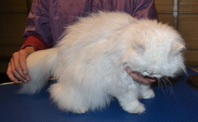 Tabitha is a Silver Tip Persian Chinchilla. She had her matted fur shaved off, nails clipped, ears and eyes cleaned and Pink Softpaw nail caps put on.  Pampered by  Kylies Cat Grooming Services.