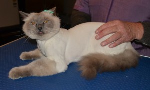 Malibu is a Ragdoll. She had her nails clipped, fur shaved and her ears cleaned. Pampered by Kylies Cat Grooming Services.