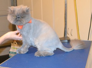 Elvis is a Persian. He had his thick matted fur shaved off, nails clipped and ears and eyes cleaned. Such a gentle boy. Pampered by Kylies Cat Grooming Services.