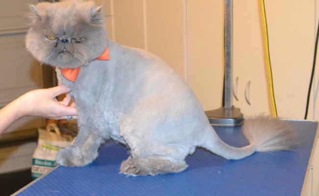 Elvis is a Persian. He had his thick matted fur shaved off, nails clipped and ears and eyes cleaned. Such a gentle boy.    Pampered by  Kylies Cat Grooming Services.